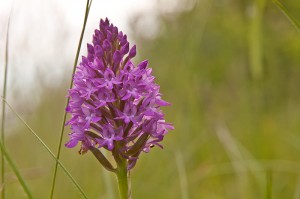 orchis masculata
