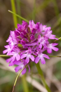 orchis masculata
