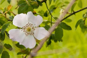 Rosa canina